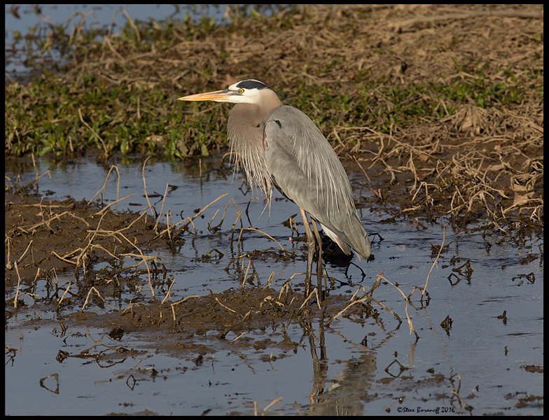 _6SB9736 great-blue heron.jpg